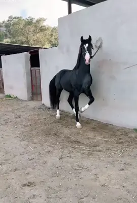 مشاءالله اشيخ سويدان