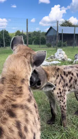 Some very innocent flirting caught between my favorite yeena couple 💌🥹 #hyena #spottedhyena #Love #zookeeper #zoolife