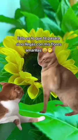 #Meme #MemeCut #CapCut  #21deseptiembre  #floresamarillas 