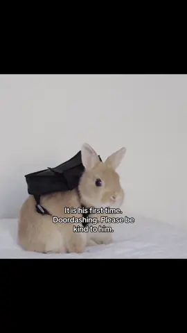 And you tipped him 50 cents ☹️☹️ #bunny #roundbunnies #fyp #fypシ #fypシ゚viral 