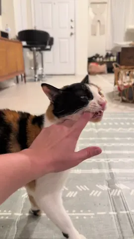 That girl is corrupt 🐱 (sorry for the second video) #wobblycat #cerebellarhypoplasia #cat #cats #sabrinacarpenter 