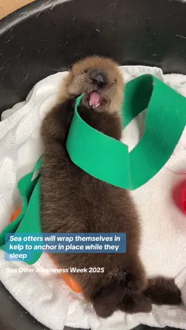Did you know? #MarineMammalRescue #seaotterawarenessweek #seaotter #cutebabyanimals #luna 