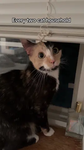 They are so different 😂 #catsoftiktok #cutecats #tortiesoftiktok #fyp #trends 