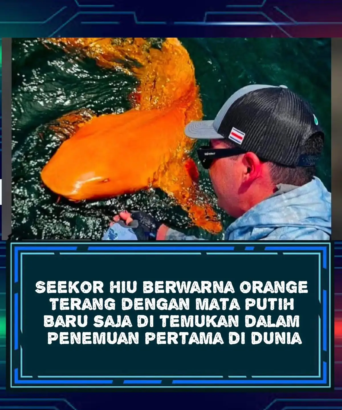 Hiu Perawat Oranye Terang dengan Mata Putih, Penemuan Pertama di Karibia Pada tahun 2025, para peneliti dikejutkan oleh penemuan seekor hiu perawat (nurse shark) berwarna oranye terang dengan mata putih di perairan dekat Taman Nasional Tortuguero, Kosta Rika. Hiu sepanjang sekitar 1,8 meter (enam kaki) ini pertama kali terlihat selama perjalanan memancing olahraga, dan penampilannya yang mencolok langsung memicu perhatian dunia sains. Fenomena ini merupakan kasus pertama kali xanthism (kelainan pigmen yang sangat langka) tercatat pada ikan bertulang rawan di wilayah Karibia. Xanthism terjadi ketika pigmen merah dalam tubuh berkurang, sehingga warna kuning atau emas mendominasi. Pada hiu ini, kondisi tersebut tampak berpadu dengan gejala albinisme, sehingga tubuhnya tampak oranye terang dengan mata putih yang kontras. Namun, warna mencolok tersebut justru berpotensi membuat hiu ini lebih rentan terhadap predator, karena tubuhnya mudah terlihat di dalam air, tidak seperti hiu berwarna gelap yang biasanya lebih tersamarkan. Xanthism sendiri sangat jarang terjadi di dunia hewan, sebelumnya hanya tercatat pada beberapa spesies ikan, reptil, dan burung. Para ilmuwan memperkirakan bahwa mutasi genetik mungkin menjadi penyebab utama warna unik ini, meskipun faktor lingkungan atau pola makan juga bisa berperan. Penemuan ini memunculkan pertanyaan baru tentang keragaman genetik populasi hiu perawat di Karibia, serta bagaimana kelainan warna langka ini dapat memengaruhi strategi bertahan hidup dan adaptasi mereka. Para peneliti menekankan perlunya penelitian lebih lanjut untuk memahami implikasi biologis dari penemuan luar biasa ini.