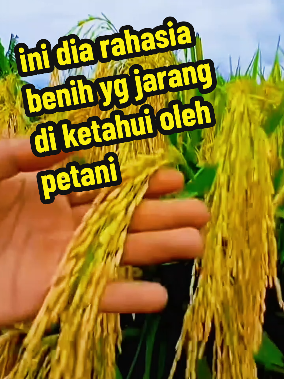 Panen melimpah bukan mimpi Benih Thailand Jumbo bikin hasil lebih banyak, umur panen singkat, nasi pulen enak Cocok buat sawah irigasi maupun tadah hujan Buruan stok sebelum habis at q #benihpadi #padithailandjumbo #bibitpadiunggul #petanitangguh #hasilpanenmelimpah