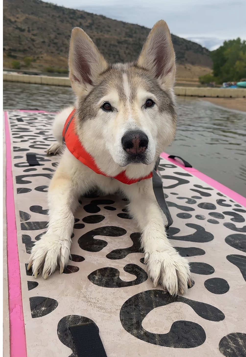 It’s your pup’s time to shine! 🐾 This Sunday, join us 2–3:30 pm at Union Reservoir! ‼️ We had to make a quick location change due to water safety concerns at Boulder Reservoir, but… ✨BONUS✨You can now bring your own craft, no permit needed! 🎟 Register now via the link in our bio #longmont #dogfriendly #dogsoftiktok #paddleboard #thingstodo 
