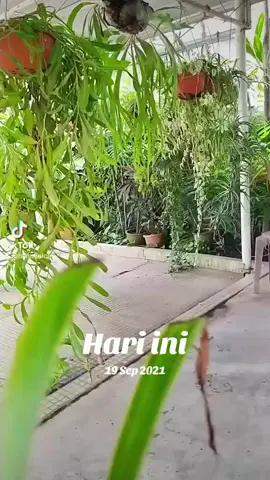#padahariini