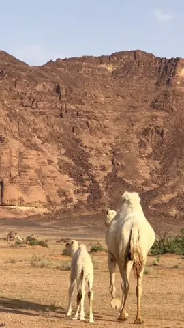 #في هذا اليوم 