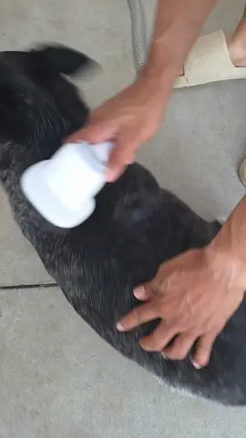 Replying to @talig_12 #doghairremoval #doghairvacuum #doggrooming 