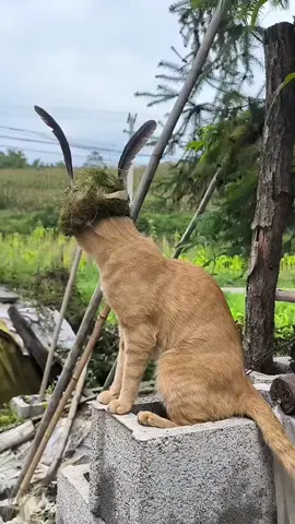 #kucing #kucinglucu #kucingtiktok #🤣🤣🤣 jika vidio2 ku, bisa buat anda senyum, bantu klick bawah koment, agar teman mu juga tr hubur🙏