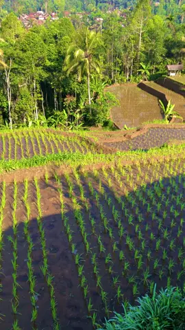 Sampurasun,Jumat berkah,wilujeng enjing#reels__tiktok #kampungkuring #lemburkuring #suasanapesawahan #suasanapedesaan #pemandanganalam #tasikmalaya_jawabarat #fyp #fyp 