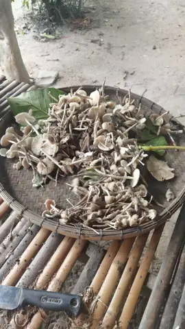 พอได้กิน#เห็ดปลวก 