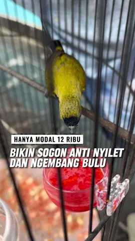 Hanya Modal 12 Ribuan, Sogon hariannya cuma pakai nektar aja, tanpa kroto & UH harian bisa gacor & anti nyilet/ badan kurus ngembang bulu  #kicaumaniaindonesia #sogonmaniaindonesia 