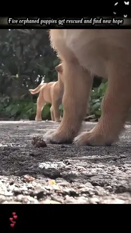 Five orphaned puppies get rescued and find new hope #dog #rescueanimals #foryou #fyp #viralvideo 