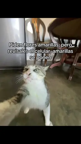 Piden flores amarillas, pero revisales el celular, amarillas se ponen #fyp #viraltiktok #paratiiiiiiiiiiiiiiiiiiiiiiiiiiiiiii #gatostiktok #amor 