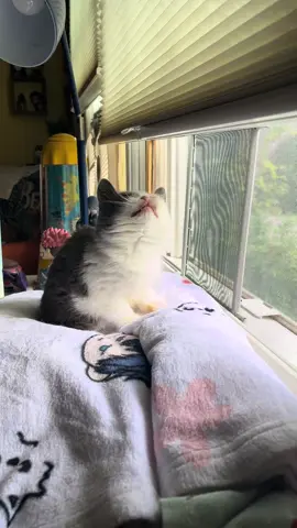 A tiny little kerm compilation before we head into the weekend!! #kermie #kermieworm #kermitthecat #catsoftiktok #dwarfcat 