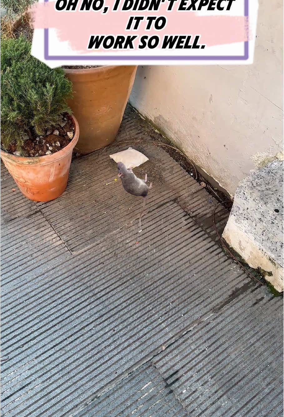Home, farm, warehouse with mice, recommended to use this Fearleft Mouse Repellent Pouches, a box of 10, each valid for 30 days, plant ingredients , non-toxic and harmless!#Rats #Mice #mouse #Rat #Repellers #mothballs #ratrepellent #You #Need #goodthing #Home #Simple #Solutions #Indoor #fyp #TikTokShop #foryou #fypシ #USA #Outdoo
