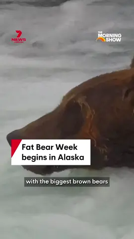 Fat Bear Week has kicked off in Alaska, as voters worldwide choose their favourite brown bear before the mammals go into hibernation. #fatbearweek #bear #brownbear #alaska