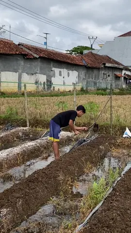#fyp #petaniindonesia🇮🇩🇮🇩🇮🇩🌿🌿 #petanimilenial #petanitimun🥒 #petani 