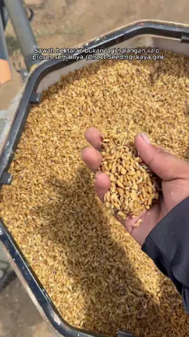 Menabur benih padi kini jauh lebih cepat dan praktis 🚁🌾. Dengan metode Direct Seeding (Tanam Benih Langsung / Tabela) menggunakan DJI Agras, petani bisa menghemat waktu, tenaga, dan biaya. ✅ Benih ditabur merata & presisi ✅ Efisiensi kerja puluhan kali lebih cepat ✅ Mengurangi ketergantungan tenaga kerja manual Pertanian modern bukan lagi mimpi, tapi sudah jadi kenyataan. Siapa sih yang nggak mau jadi petani kalau kerjanya secanggih ini? 📍Jl. Garuda Sakti KM. 3, Panam, Pekanbaru #DJIAgrasPekanbaru #DronePertanian #dronepertanianpekanbaru #petaniindonesia🇮🇩🇮🇩🇮🇩🌿#smartfarming 