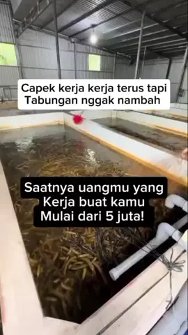 TITIP FARM BELUT – Investasi Cuan dari Dalam Kolam! 💧 Ingin punya usaha budidaya belut tapi terkendala waktu, lahan, atau pengalaman? Sekarang Anda bisa tetap untung tanpa repot dengan program Titip Farm Belut kami! ✅ Dikelola oleh peternak berpengalaman ✅ Kolam terjamin bersih & sehat ✅ Pakan berkualitas untuk hasil maksimal ✅ Laporan perkembangan rutin ✅ Potensi keuntungan tinggi setiap panen 💰 Anda cukup titipkan modal, kami yang kelola sampai panen. 🚚 Hasil bisa dijual langsung ke pasar dengan harga kompetitif. 🌱 Saatnya bergabung dalam bisnis perikanan yang menjanjikan. Titip Farm Belut, cara mudah punya usaha tanpa ribet! #TitipFarmBelut #BudidayaBelut #InvestasiKolam #CuanDariKolam  #UsahaTanpaRibet