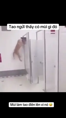 Tao ngửi thấy có mùi gì đó