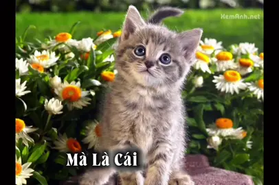 “Tuổi Mão – khí chất thanh tao, nhẹ nhàng mà sâu sắc, lặng lẽ tỏa sáng như trăng rằm.”#tuoimao#tuoimao#tuoimao#tuoimao