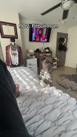 MIND YOU he knows how to get up here…. #fyp #pitbull #dogmom #dogsoftiktok #bigdog 