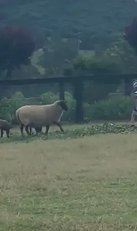 😆😆🤣🐑 #Fails #LOL #EpicFails #Humor #Risas