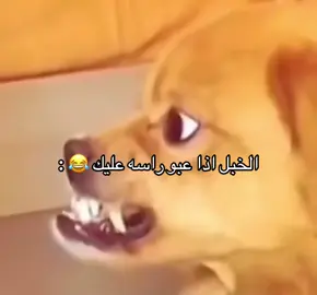 #تيم_ريتش #الشعب_الصيني_ماله_حل😂😂 #حركت_الكسبلور❤️😂💬 #fypシ 