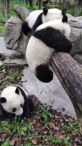 So cute 🥰 #panda #pandafunnyvideo #pandababy #foryou #funny 