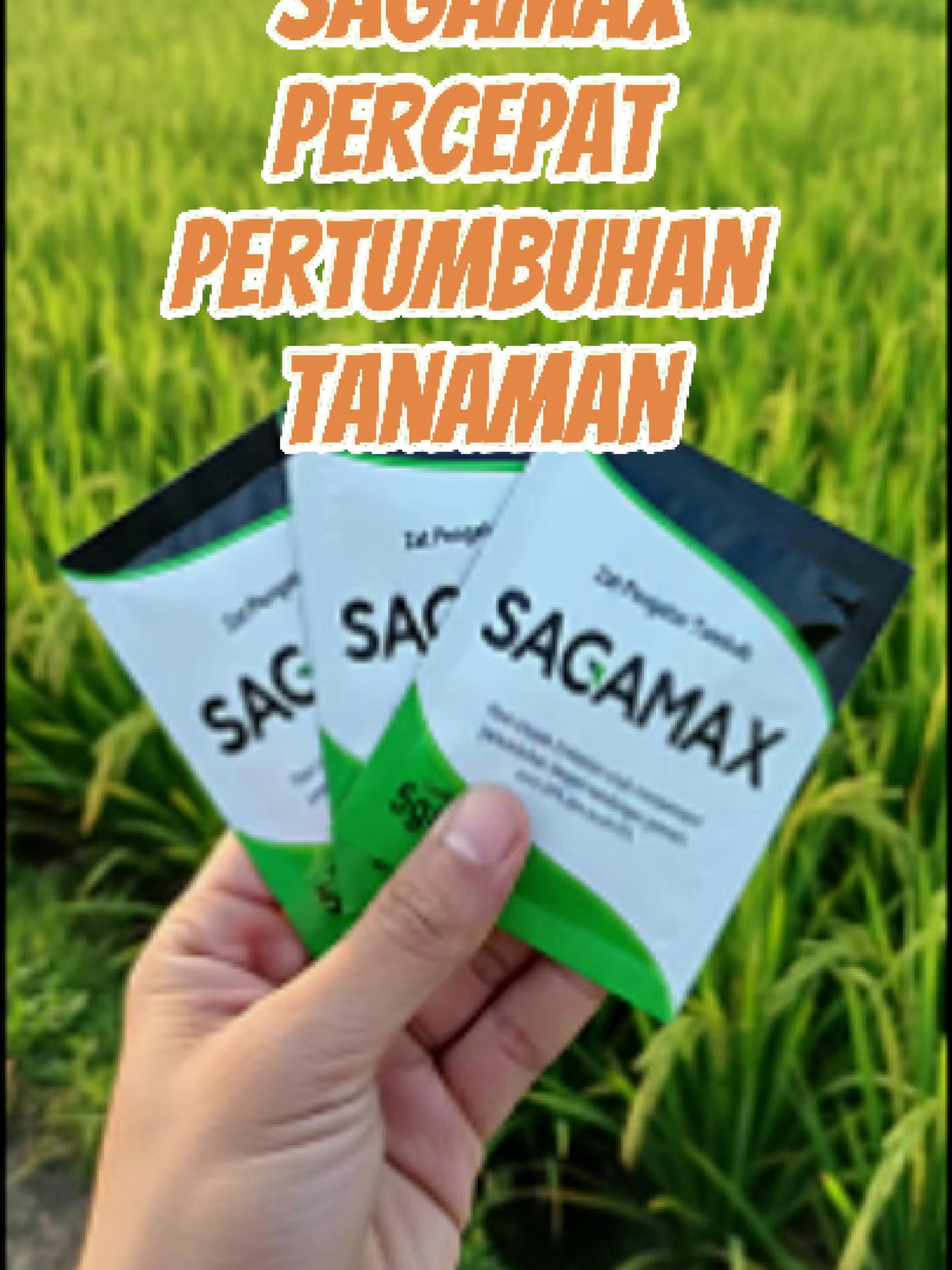 Sagamax Percepat Pertumbuhan Tanaman #sagamax #sagamaxbisatani #sagabisatani #zpt #bisatani Petani sukses sekarang nggak ribet lagi, cukup pakai Tablet Saga! Ini ZPT ampuh yang bisa mempercepat pertumbuhan tanaman hingga berkali lipat lebih cepat. Tanaman jadi lebih hijau, cepat bertunas, dan hasil panen makin maksimal. Caranya gampang banget, 1 tablet langsung larutkan ke 100 liter air. Praktis, hemat, dan hasilnya nyata! 👉 Jadi jangan tunggu lama, segera pakai Tablet Saga untuk tanamanmu, dan buktikan sendiri perubahannya!