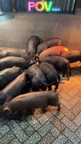 Tetap semangat💪💪🔥🤘🏽🐖🐖🐖#peternakmudaindonesia #peternakmuda #fyppppppppppppppppppppppp #peternakmilenial #pigfarm #torajautara #torajapigminifarm #penghunikandang #biosecurykandang #peternakrumahan🔥 #viraltiktok #pejantangacor #calonindukan 