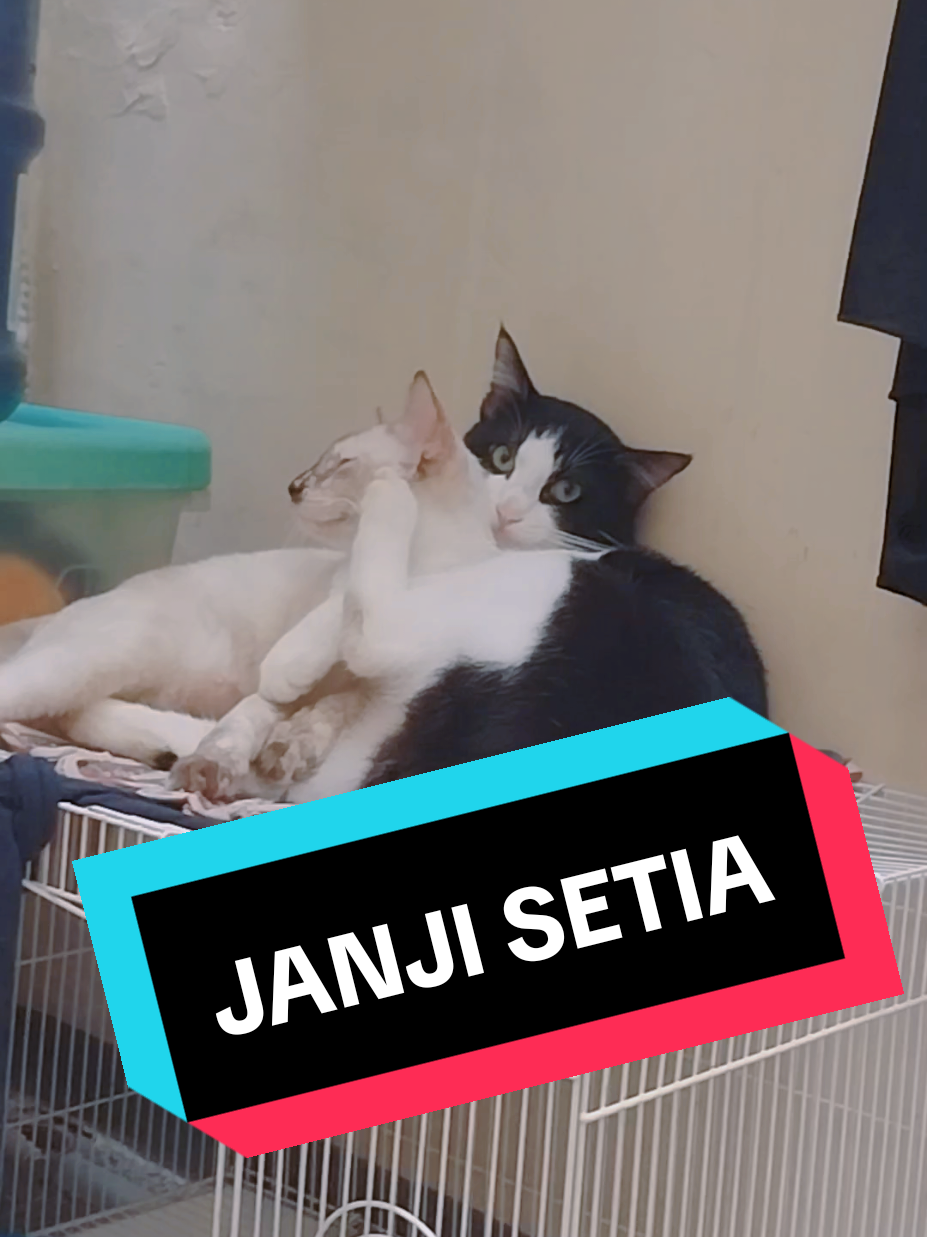 Kesetiaan kucingku pada pasangannya #promoseruweekend #kucing #catslovers #viraltiktok 