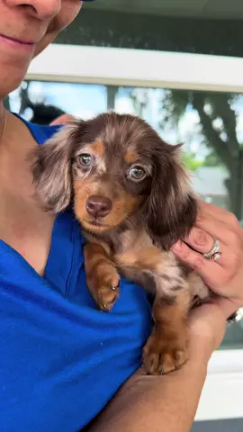 Unconditional Love 🐶🐾 First Time Meeting His Forever Family  The Puppy Ranch  Houston Tx 📍 Text 📞 346-316-2868  #minidachshund #doxies #puppylove 