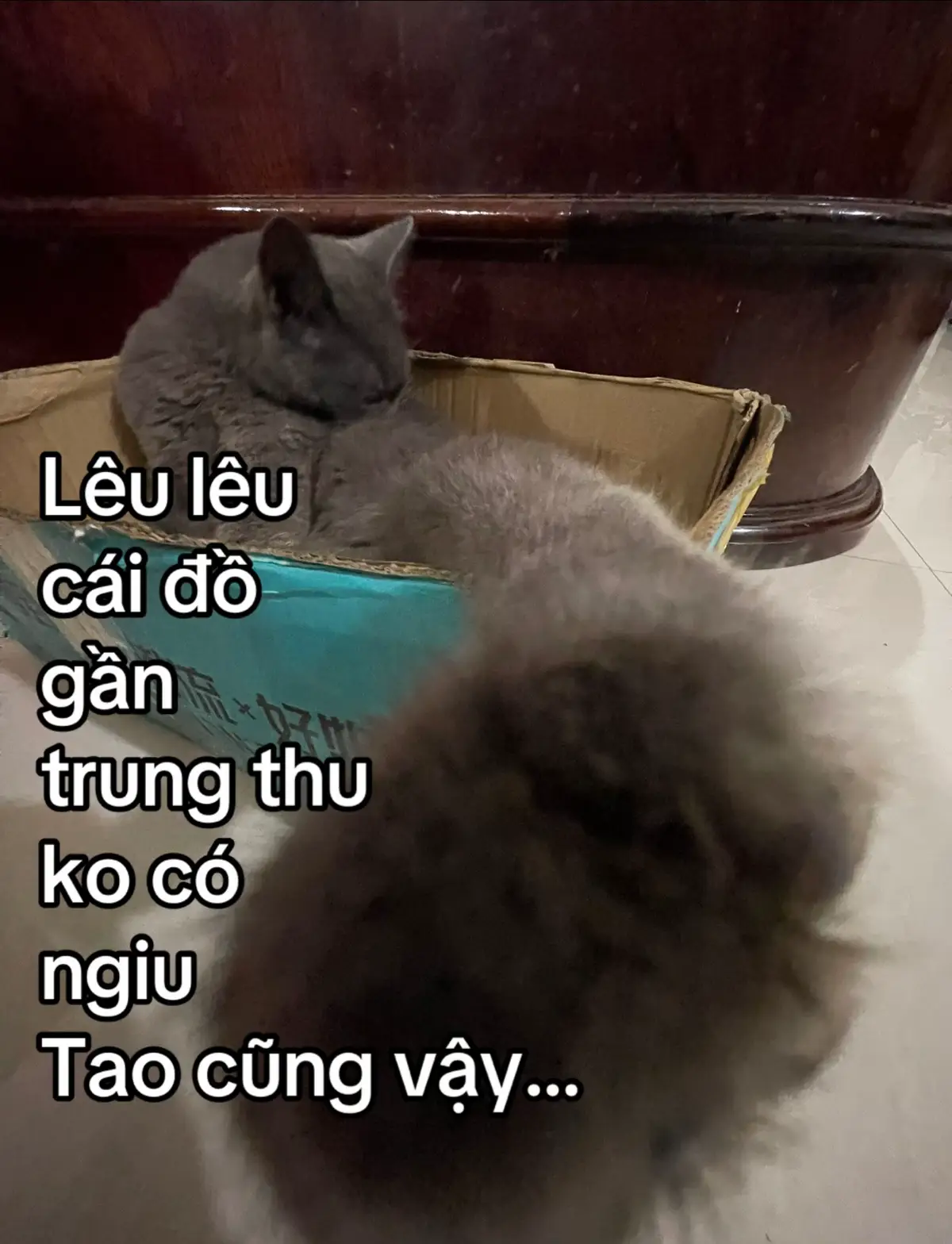 #xhtiktok #xh 