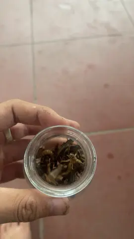 Chế độ 2 ngày 1 lần tắm rửa phơi năng nữa điện đóm vẫn cứ gọi là ổn áp.#yêudongvat #chimhoami #hiếu18 
