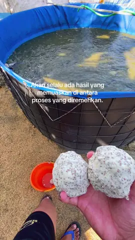 Kadang yo di wei mangan ball bolo#peternaklelepemula #budidayalele #peternaklelekonsumsi #lelekonsumsi #ternaklele 