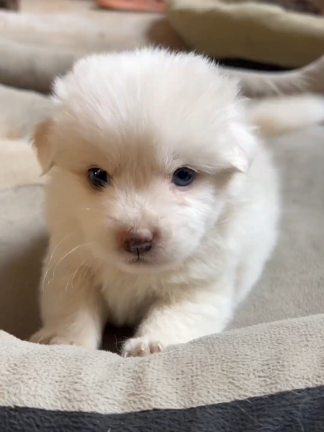 #cutedogvideo #foryoupage❤️❤️ #dogloversfeed