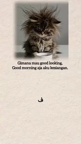 #laguindia #kucing #indiasong 