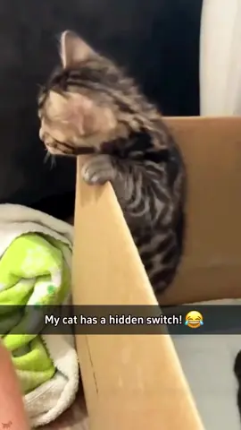Kitten compilation #catsofinstagram #kittens #cats #cat #catstagram #kittensofinstagram #sfvR