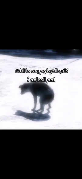 كلاب الخرطوم بعد ما اكلت لحم الدعامه #السودان #الجيش_السوداني #الجنجويد_مليشيا_ارهابية #الخرطوم #سودانيز_تيك_توك         كلاب الخرطوم بعد ما اكلت لحم الدعامه 