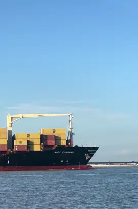 #MSC #taucontainer #cangnamdinhvu 