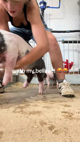 WASH MY BELLAY!! #ffa #showpig #pig