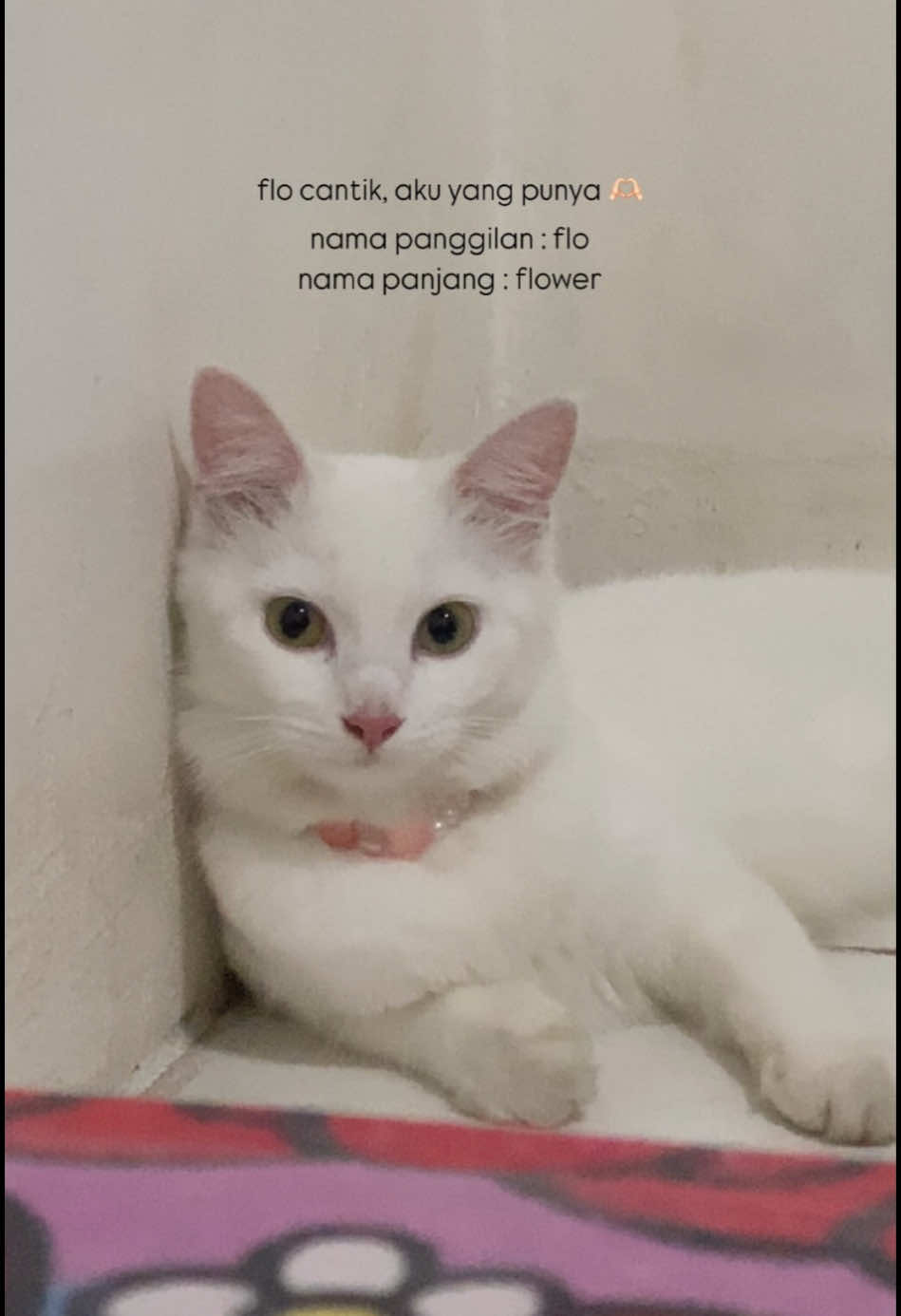 rasanya masih pengen nyari, padahal kenyataannya flo ga disini lagi 😭 #kucing #fyp  #CapCut 