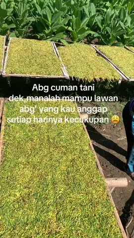 Manalah sebanding#tembakautemangung #tembakau#anaktani 