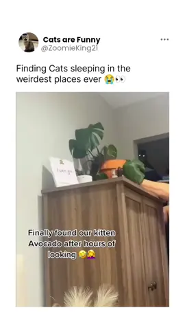 Waking up cats in unique places  Check HighlightsCredits - funnydogsatt#catfan #funnycat #funnyvideo #funnycatmemes #funnycatvideos #catdestruction #c #h2nt