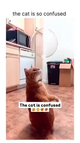 Follow us @cutecatglobe for more such content#kitten #catmemes #kittens #caturday #catsofinstagram #meow #catlovers #funnycats #catstagram #catoftheda #tVq-