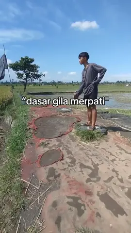 #promoseruweekend #merpatibalapsprint #merpatibalapindonesia #nyonyoteam #CapCut 