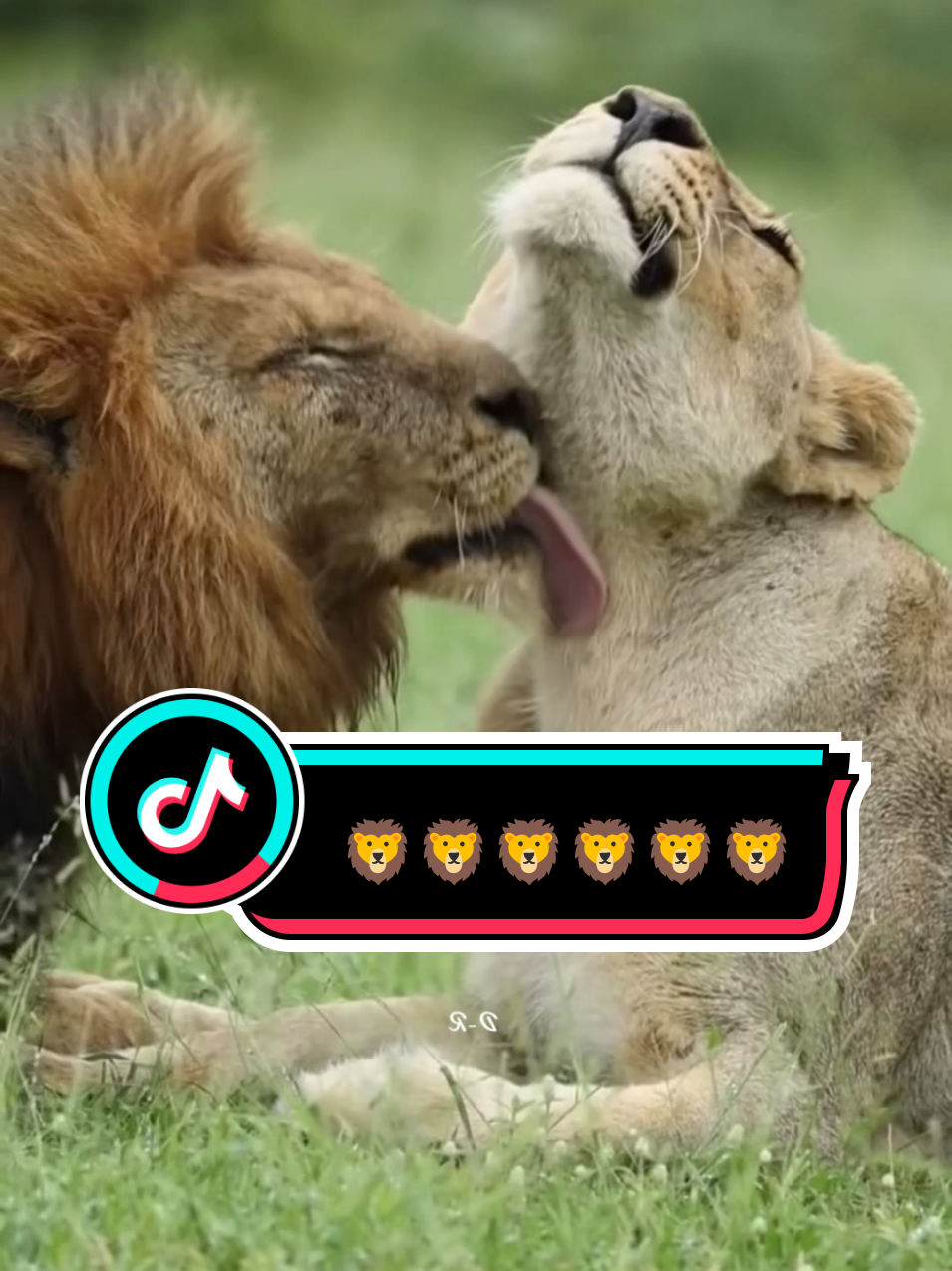 🦁 Lion Lioness L❤️ve🦁👑@Adel💋 Zone @Adel💋 Zone #Love #1million #trending #fyp #foryoupage 